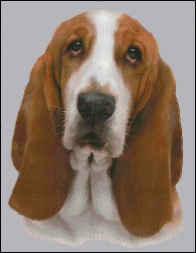 (image for) Basset Hound (No Background)